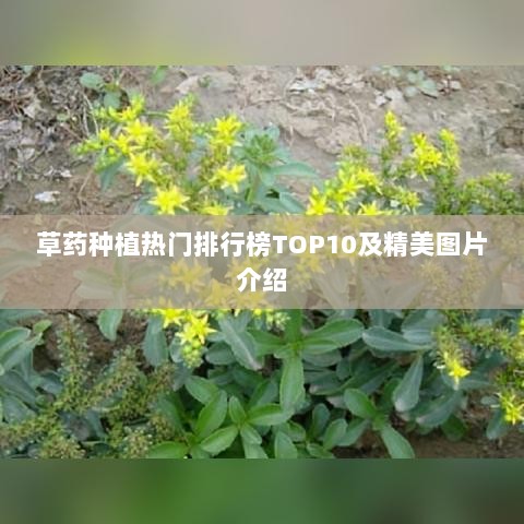 草药种植热门排行榜TOP10及精美图片介绍