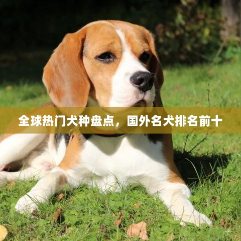 全球热门犬种盘点，国外名犬排名前十