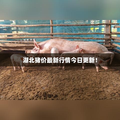 湖北猪价最新行情今日更新！