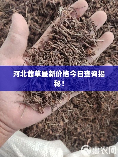 河北茜草最新价格今日查询揭秘！