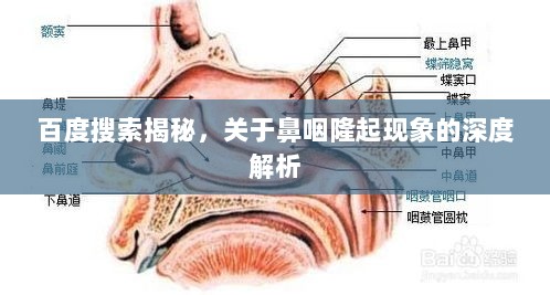 百度搜索揭秘，关于鼻咽隆起现象的深度解析