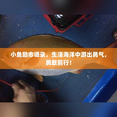 小鱼励志语录，生活海洋中游出勇气，勇敢前行！