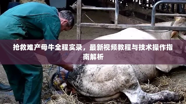 抢救难产母牛全程实录，最新视频教程与技术操作指南解析