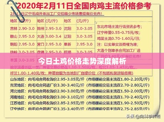 今日土鸡价格走势深度解析