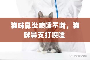 猫咪鼻炎喷嚏不断，猫咪鼻支打喷嚏 